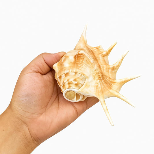 Panchmukhi / Gaumukhi Blowing Shankh (4–6 inches) – Spiritual Conch Shell for Puja & Aarti