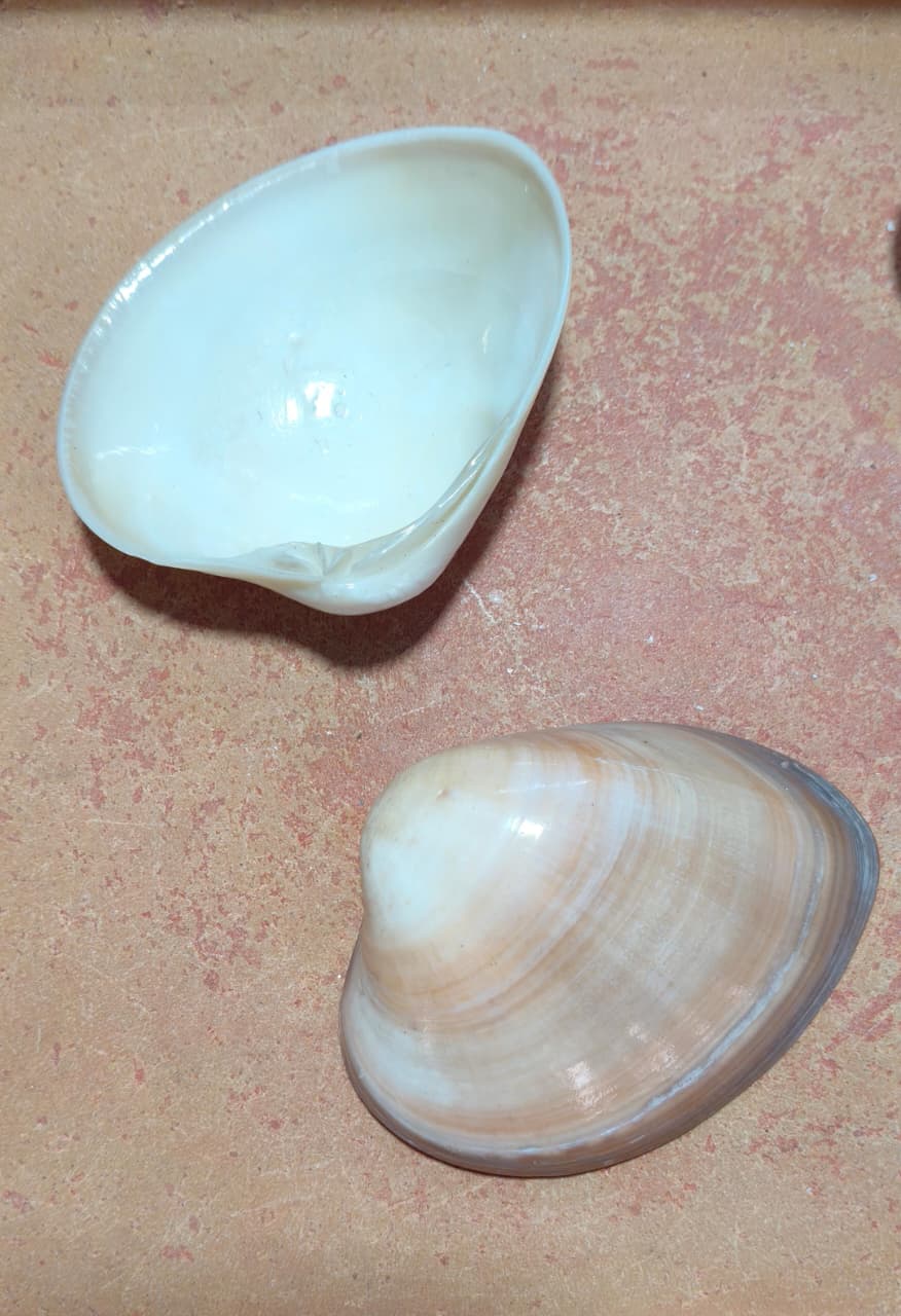 Smooth Venus Clam Shells | 4–5 Inch Natural Seashells for Décor, Candles & DIY
