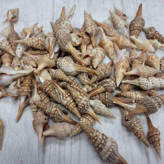 Natural Javanna Turris Shells (Set of 10) – Spiral Pointed Sea Shells for Crafts, Jewelry & Coastal Décor