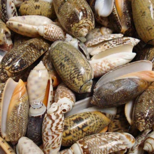 Natural Olive Shells (Set of 10) – Smooth Polished Sea Shells for Crafts, Jewelry & Décor