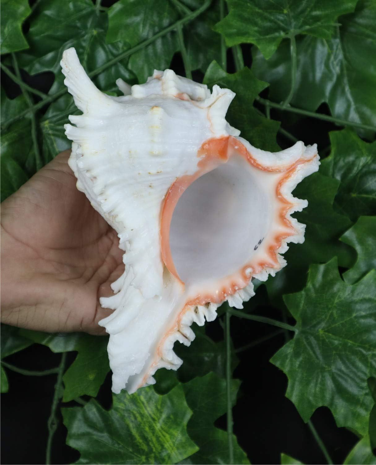 Chandramukhi / Vishnu Garuda Blowing Shankh (7–9 inches) – Premium Conch Shell for Puja, Aarti & Vastu