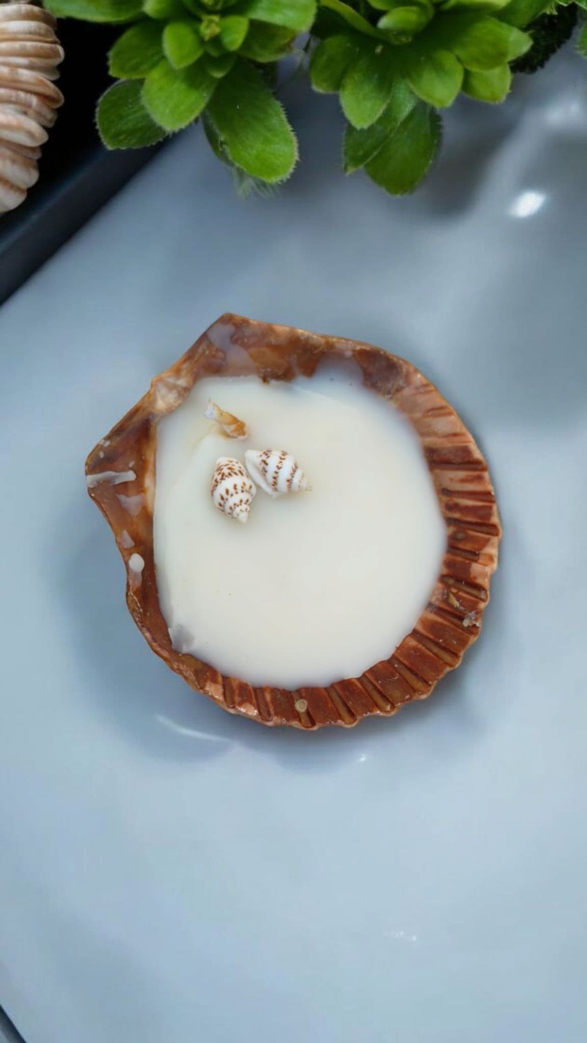 Royal Cloak Scallop Shell Candle – Coastal Luxe