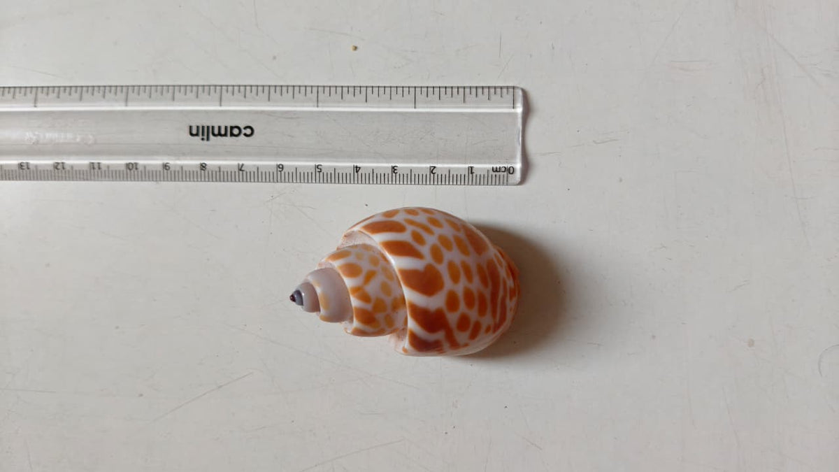 Babylonia Spirata Shells | Natural Spotted Spiral Seashells for Crafts & Décor