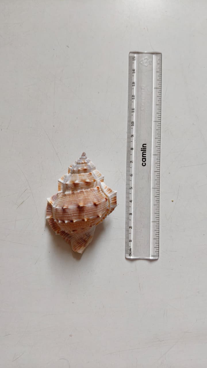 Bursa Rana Frog Shell | Natural Textured Seashell for Coastal Décor, Crafts & DIY
