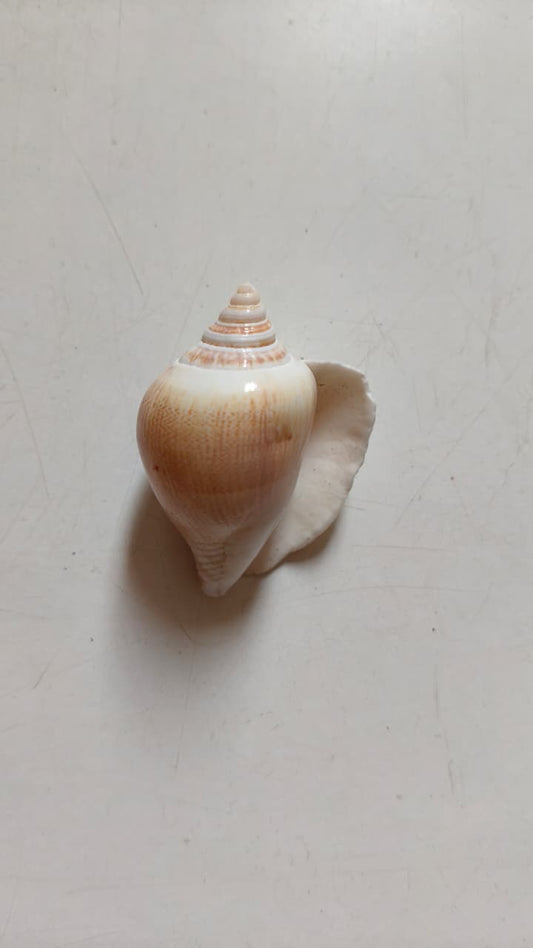 Dog Conch Shell | Natural Seashell for Coastal Décor, Crafts & DIY