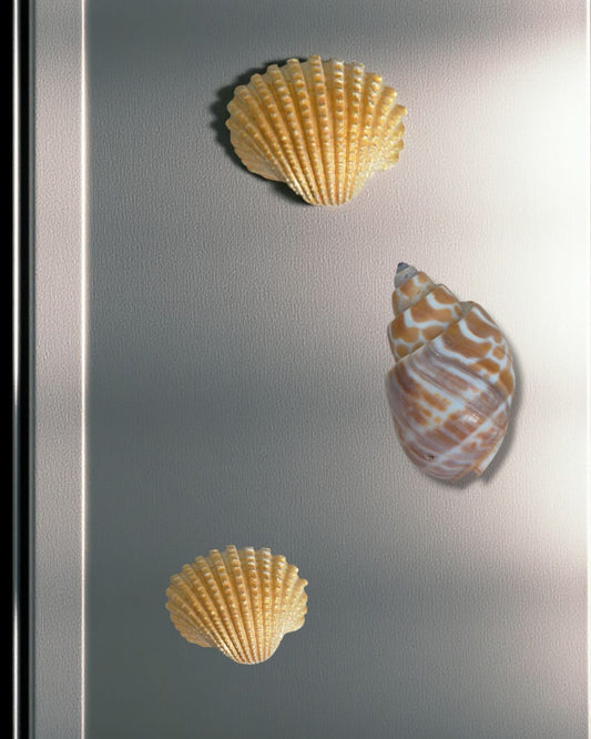 Handmade Seashell Magnets (2 to 3 Inches) – Coastal Fridge Magnets for Home & Décor
