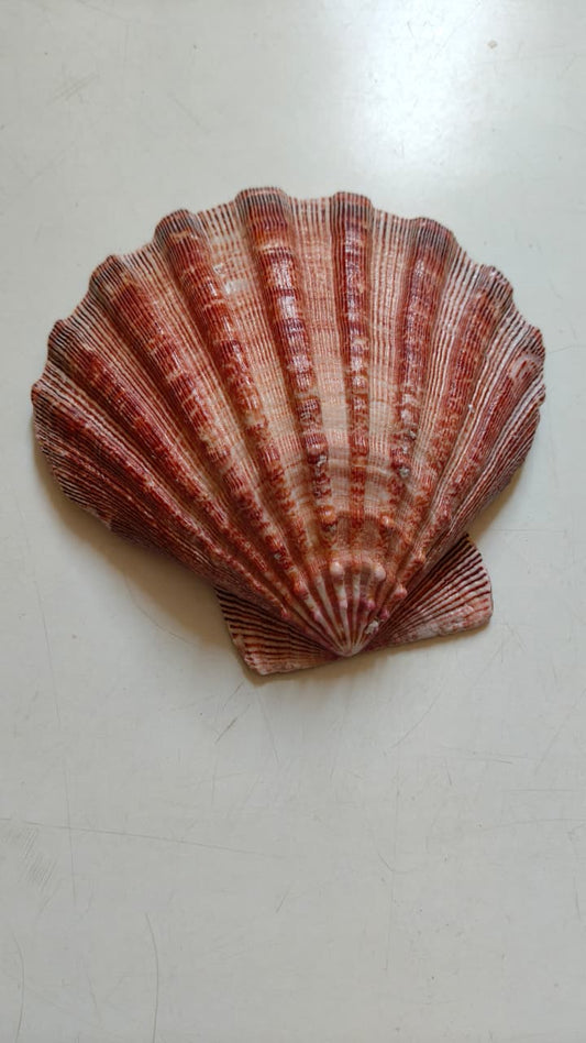 Natural Lion’s Paw Scallop Shell (Approx. 6 Inches) – Rare Collectible for Coastal Décor & Crafts