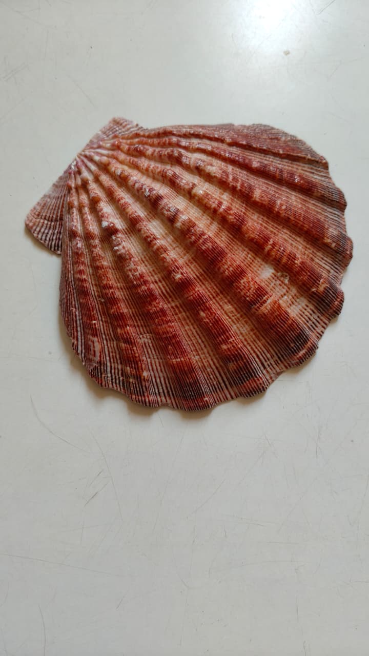 Natural Lion’s Paw Scallop Shell (Approx. 6 Inches) – Rare Collectible for Coastal Décor & Crafts