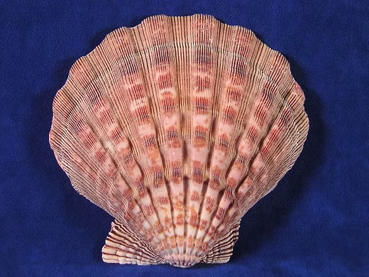 Natural Lion’s Paw Scallop Shell (Approx. 6 Inches) – Rare Collectible for Coastal Décor & Crafts