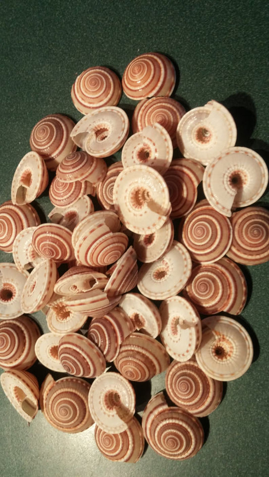 Natural Sundial Shells (1 to 1.5 Inches) – Spiral Sea Shells for Crafts, Jewelry & Décor