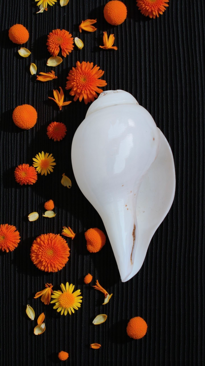 Pure Vamavarti Blowing Shankh (Conch Shell) – Authentic Puja Shankh | 4-5 inches