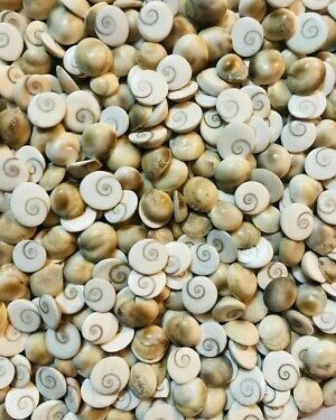 Gomti Chakra (Set of 11) – Sacred Shells for Prosperity & Protection