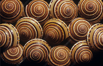 Natural Sundial Shells (1 to 1.5 Inches) – Spiral Sea Shells for Crafts, Jewelry & Décor