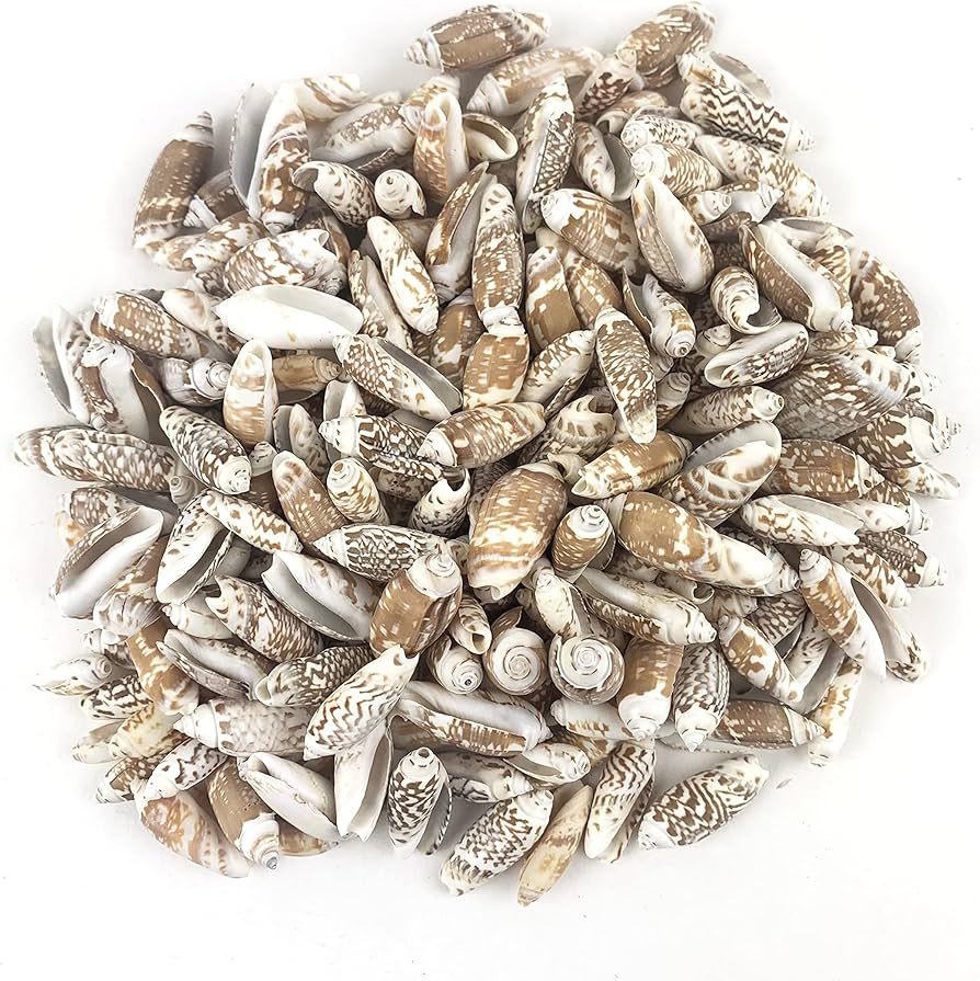Natural Olive Shells (Set of 10) – Smooth Polished Sea Shells for Crafts, Jewelry & Décor