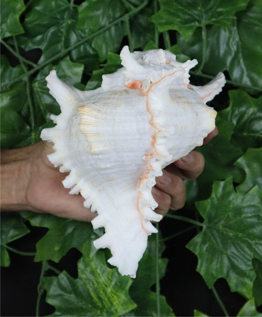 Chandramukhi / Vishnu Garuda Blowing Shankh (7–9 inches) – Premium Conch Shell for Puja, Aarti & Vastu