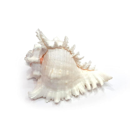 Chandramukhi / Vishnu Garuda Blowing Shankh (7–9 inches) – Premium Conch Shell for Puja, Aarti & Vastu