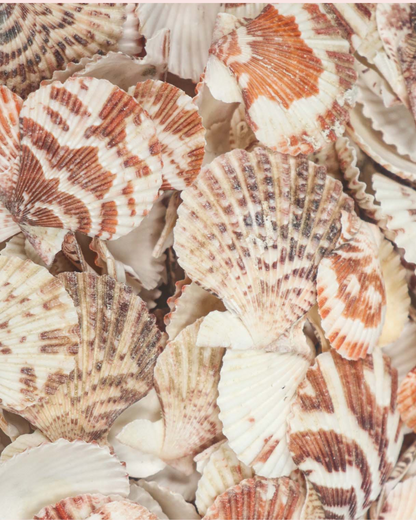 Mixed Pectin Sea Shells – Natural Craft & Decor Collection (Set of 10)