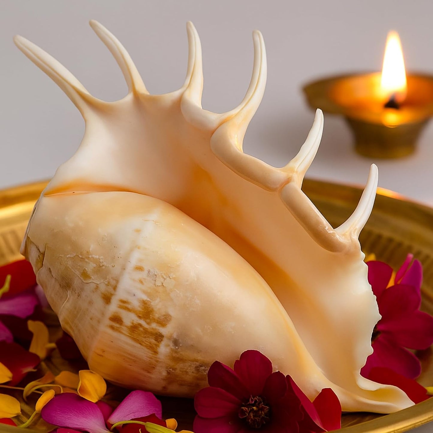 Panchmukhi / Gaumukhi Blowing Shankh (4–6 inches) – Spiritual Conch Shell for Puja & Aarti