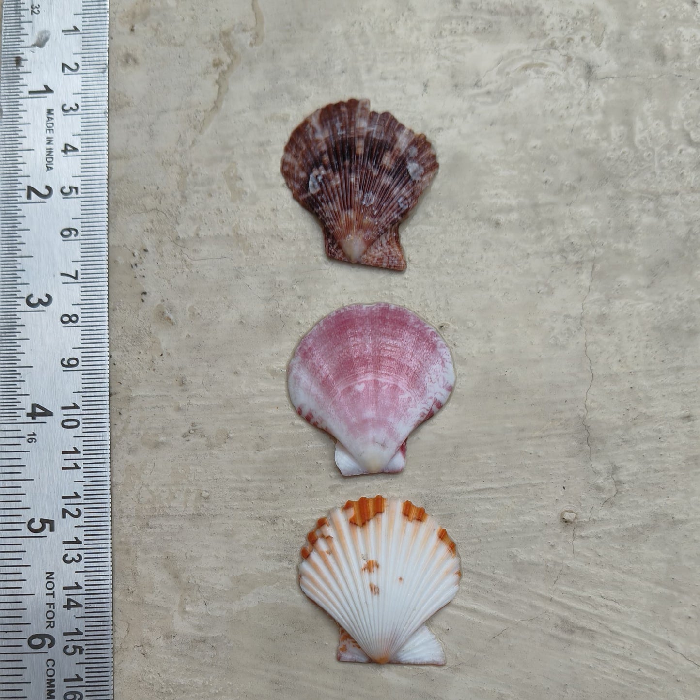 seashells for decor and craft