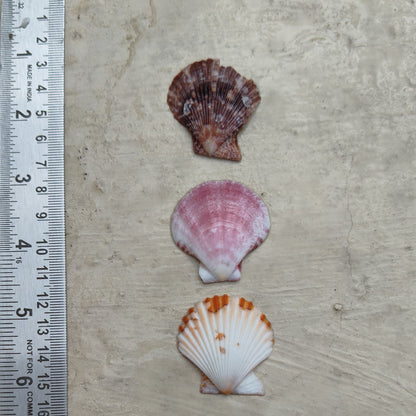 seashells for decor and craft