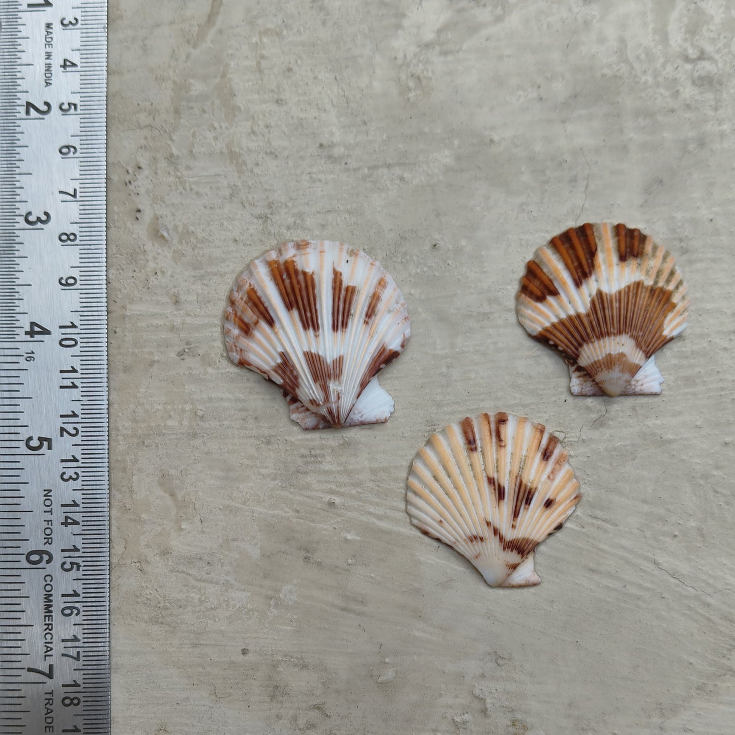 Seashells for craft