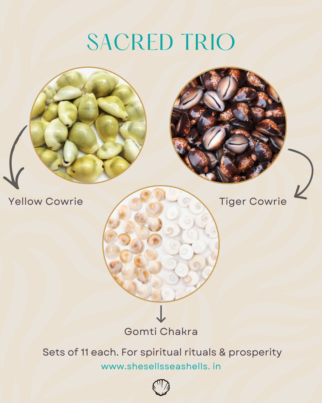 Sacred Trio – Gomti Chakra, Tiger Cowrie & Yellow Cowrie (Set of 11 Each) | Vastu & Spiritual Ritual Kit