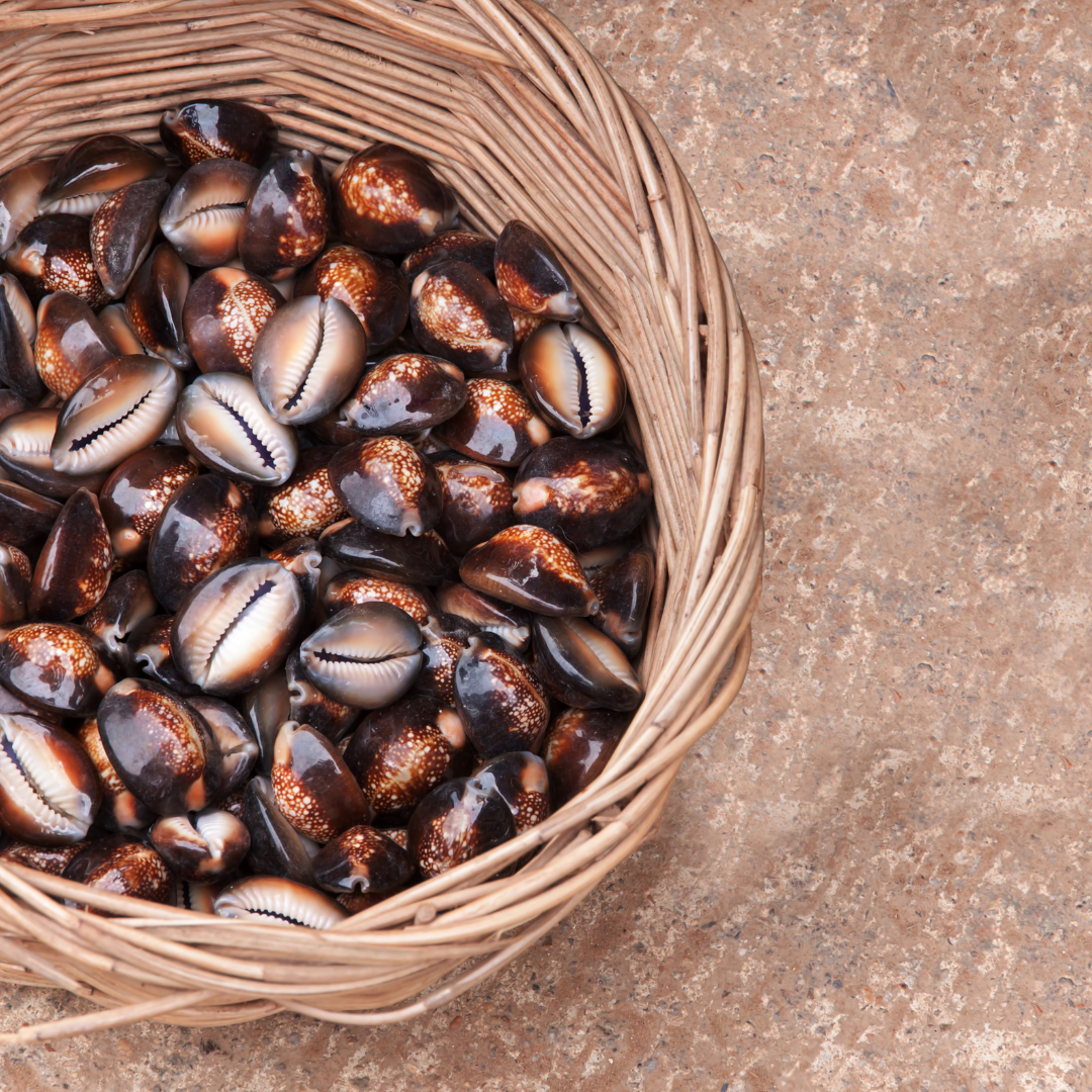 Natural Tiger Cowrie Shells (Set of 10) – Glossy Spotted Sea Shells for Décor, Crafts & Collectors