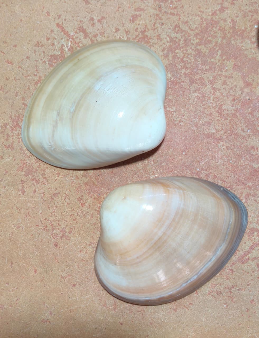 Smooth Venus Clam Shells | 4–5 Inch Natural Seashells for Décor, Candles & DIY
