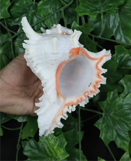 Chandramukhi / Vishnu Garuda Blowing Shankh (7–9 inches) – Premium Conch Shell for Puja, Aarti & Vastu