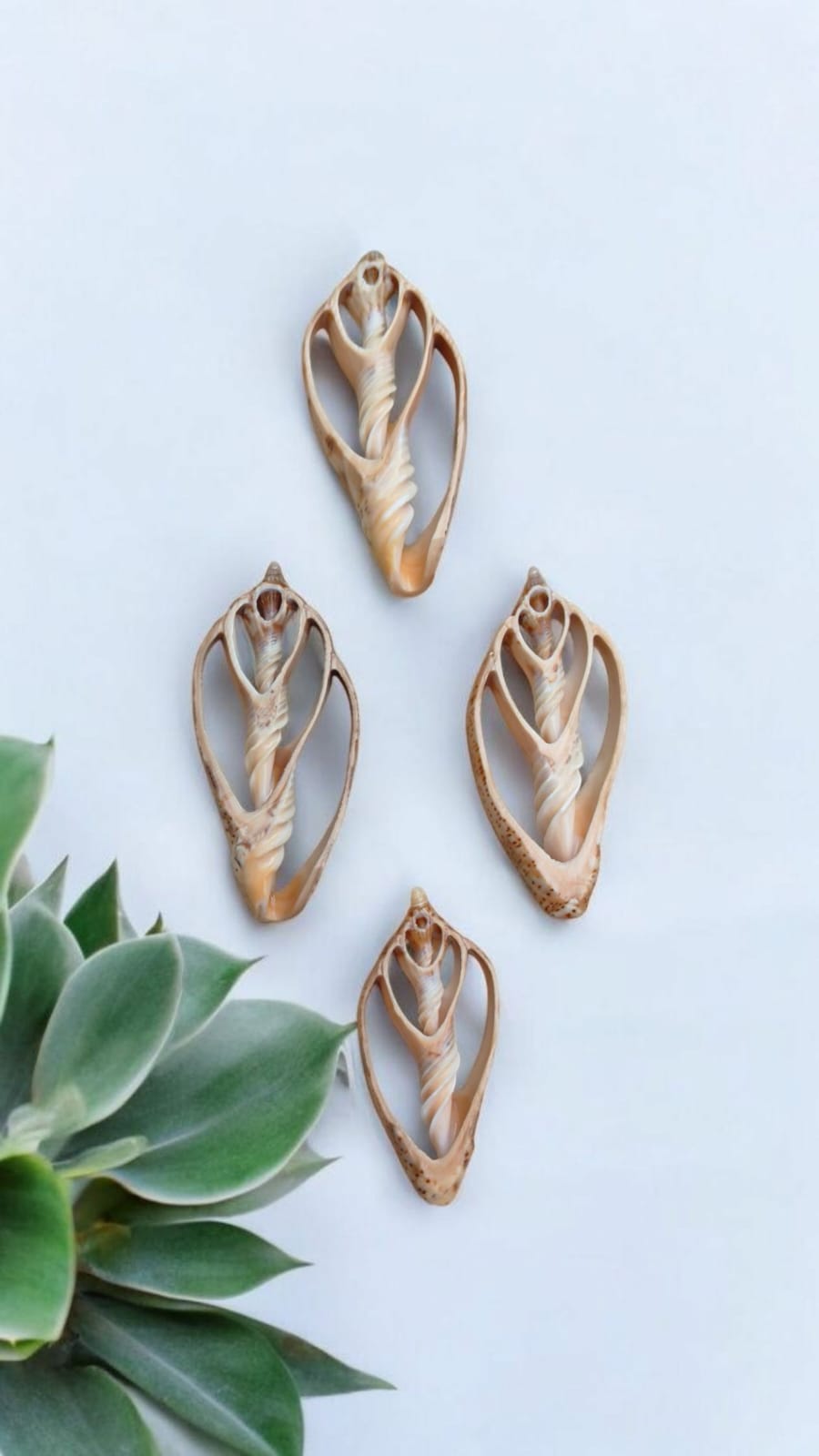 Center-Cut Tibia Shells (4-5 Inches) – Natural Craft & Décor Shells