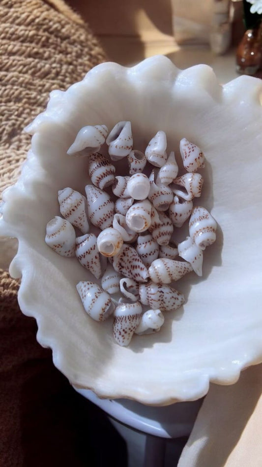 Striped Nassa Zebra Shells (7mm / 1⁄4 Inch) – Tiny Seashells for Jewelry, Nail Art & Crafts (pack of 50)