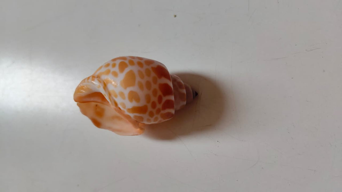 Babylonia Spirata Shells | Natural Spotted Spiral Seashells for Crafts & Décor