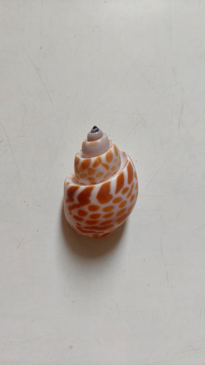 Babylonia Spirata Shells | Natural Spotted Spiral Seashells for Crafts & Décor