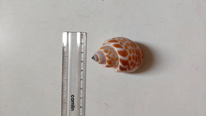 Babylonia Spirata Shells | Natural Spotted Spiral Seashells for Crafts & Décor