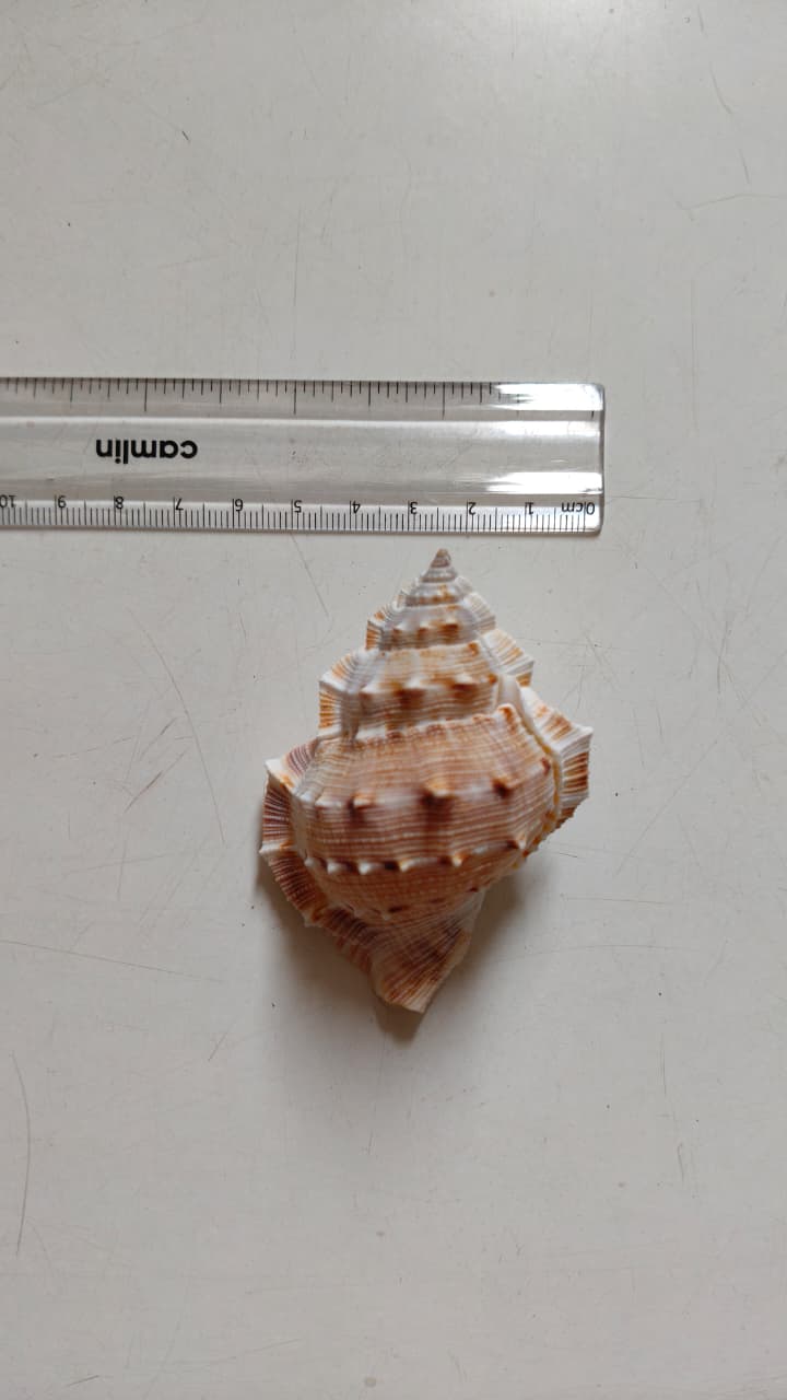Bursa Rana Frog Shell | Natural Textured Seashell for Coastal Décor, Crafts & DIY