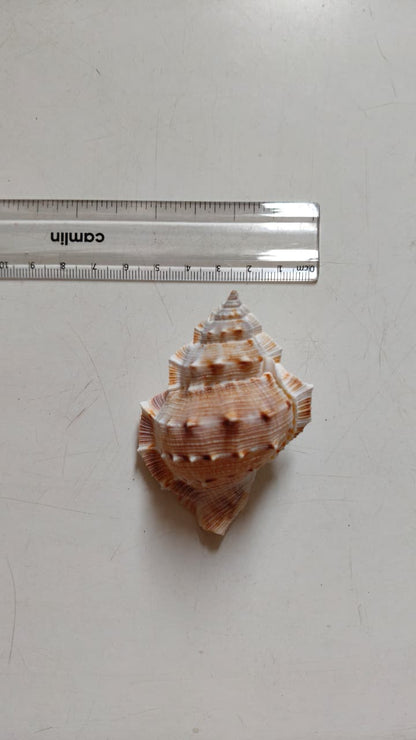 Bursa Rana Frog Shell | Natural Textured Seashell for Coastal Décor, Crafts & DIY