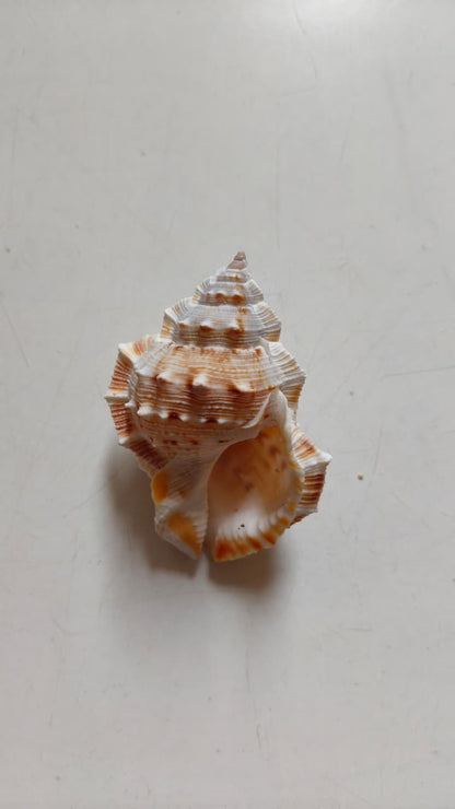 Bursa Rana Frog Shell | Natural Textured Seashell for Coastal Décor, Crafts & DIY