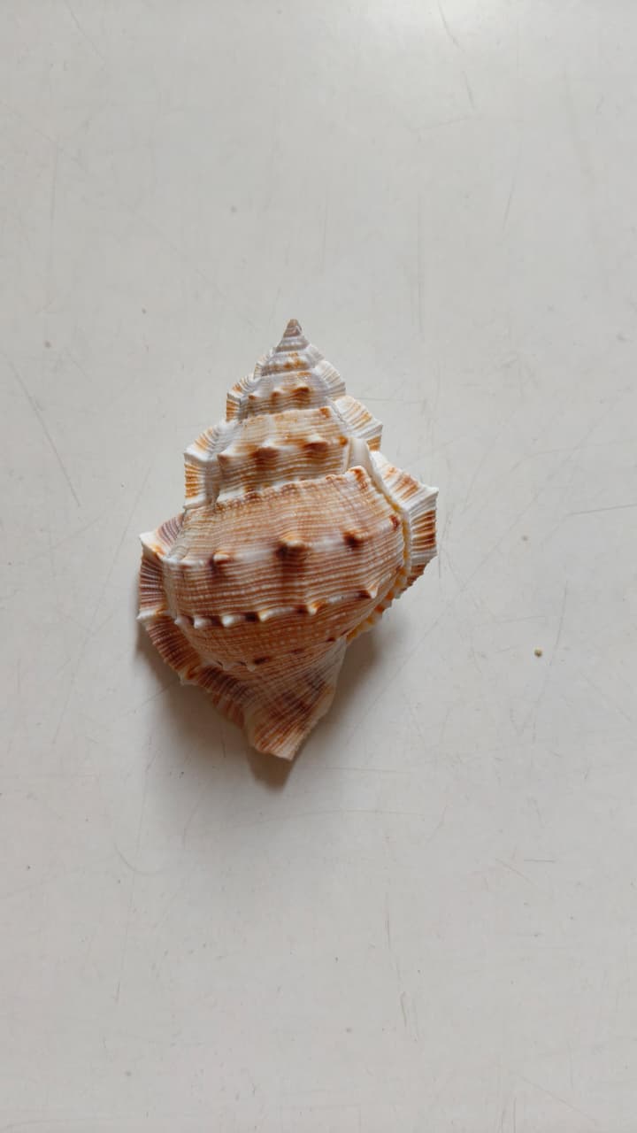 Bursa Rana Frog Shell | Natural Textured Seashell for Coastal Décor, Crafts & DIY