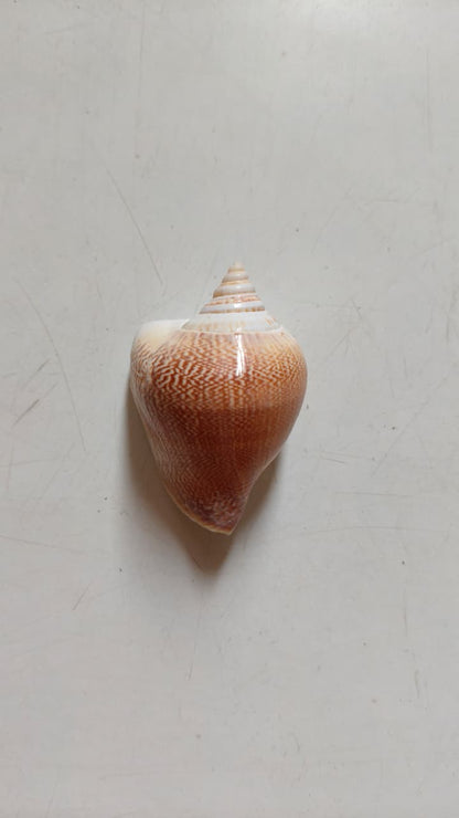 Dog Conch Shell | Natural Seashell for Coastal Décor, Crafts & DIY