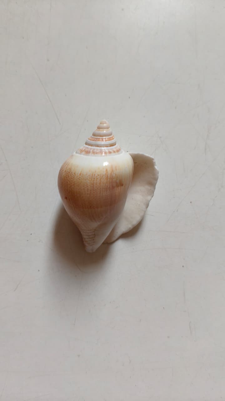 Dog Conch Shell | Natural Seashell for Coastal Décor, Crafts & DIY
