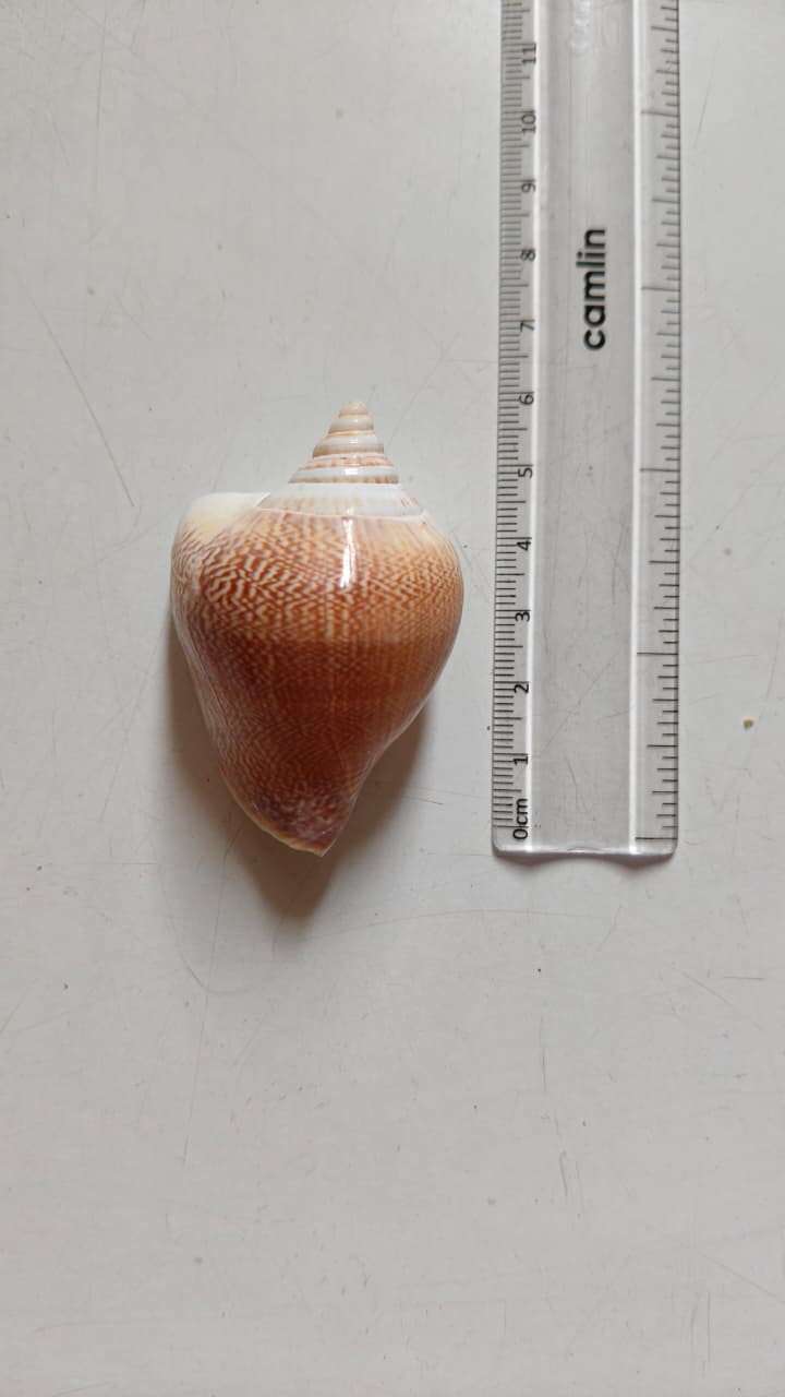 Dog Conch Shell | Natural Seashell for Coastal Décor, Crafts & DIY