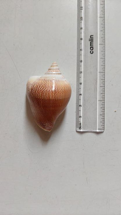 Dog Conch Shell | Natural Seashell for Coastal Décor, Crafts & DIY