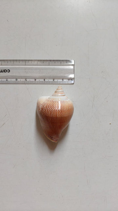 Dog Conch Shell | Natural Seashell for Coastal Décor, Crafts & DIY