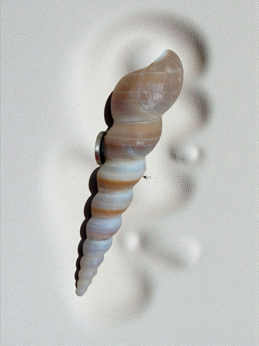 Handmade Seashell Magnets (2 to 3 Inches) – Coastal Fridge Magnets for Home & Décor