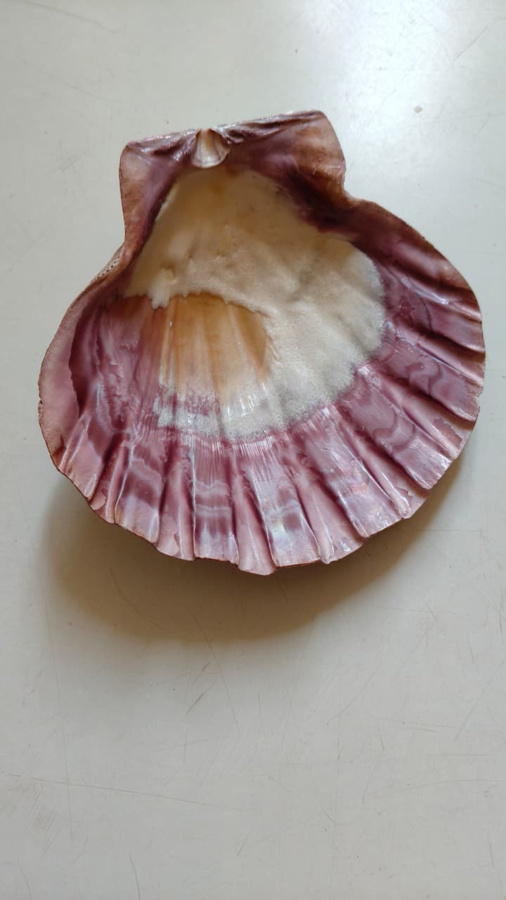 Natural Lion’s Paw Scallop Shell (Approx. 6 Inches) – Rare Collectible for Coastal Décor & Crafts