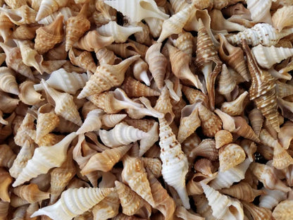 Natural Javanna Turris Shells (Set of 10) – Spiral Pointed Sea Shells for Crafts, Jewelry & Coastal Décor