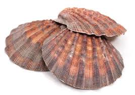 Natural Lion’s Paw Scallop Shell (Approx. 6 Inches) – Rare Collectible for Coastal Décor & Crafts