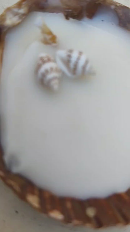Royal Cloak Scallop Shell Candle – Coastal Luxe