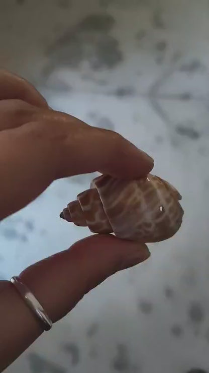 Handmade Seashell Magnets (2 to 3 Inches) – Coastal Fridge Magnets for Home & Décor